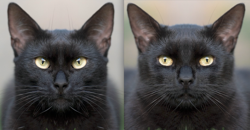 猫の写真ミラーを左右並べたもの